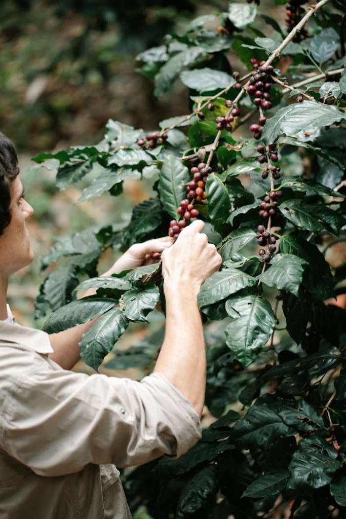 Crop focused male planter in casual wear picking ripe coffee cherries growing on tree on lush plantation